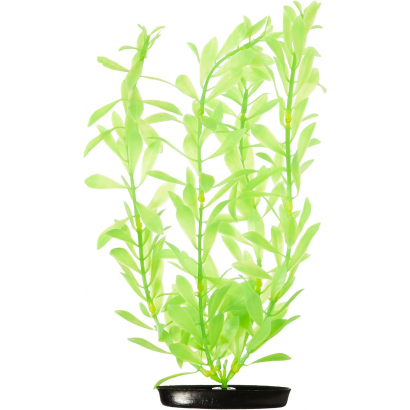 Hygrophilia Planta Plastica...