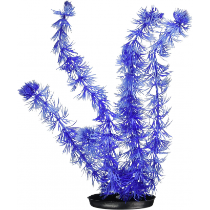 Planta Hornworth 13 Cent