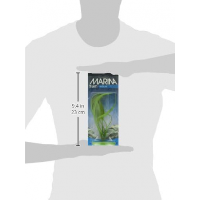 Planta Amazon Sword 20 Cm