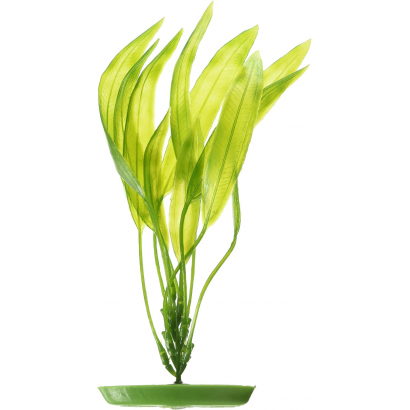 Planta Amazon Sword 20 Cm